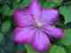Macro 1