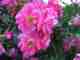 Roses 3