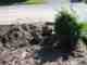 Shrubs and Rocks